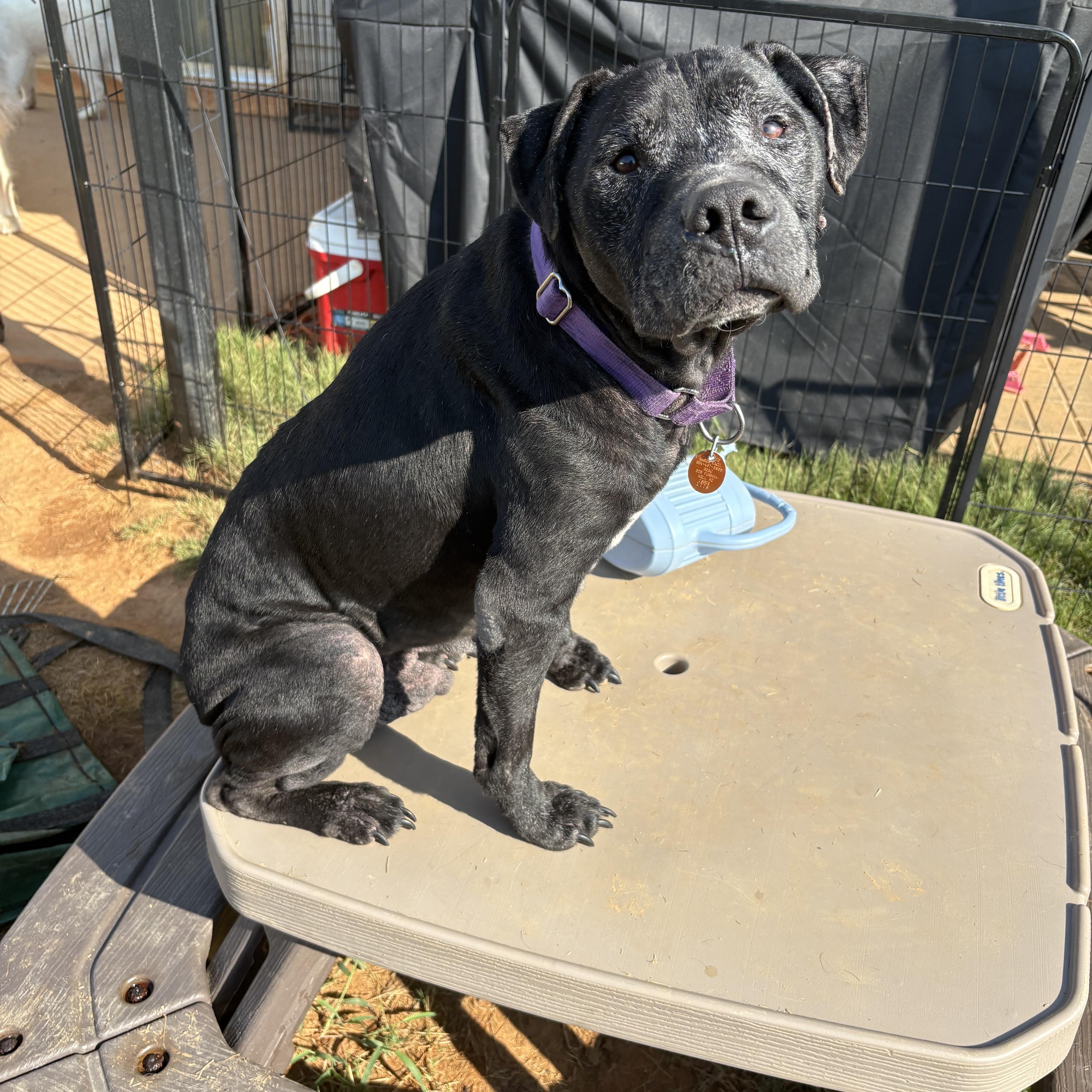 Enlarge Dakota, a Adoptable mixed breed in greer, SC image 3/3