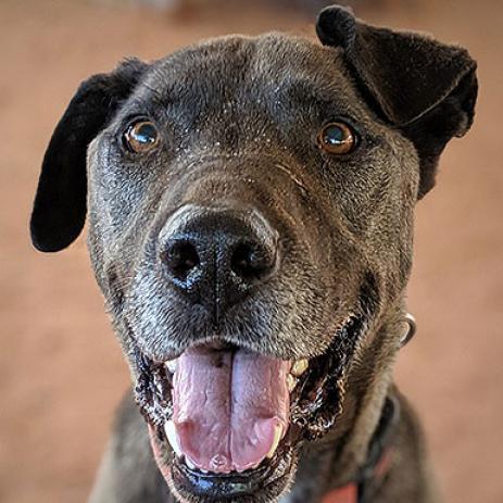 Watts, a Adoptable mixed breed in Kanab, UT image 1/5