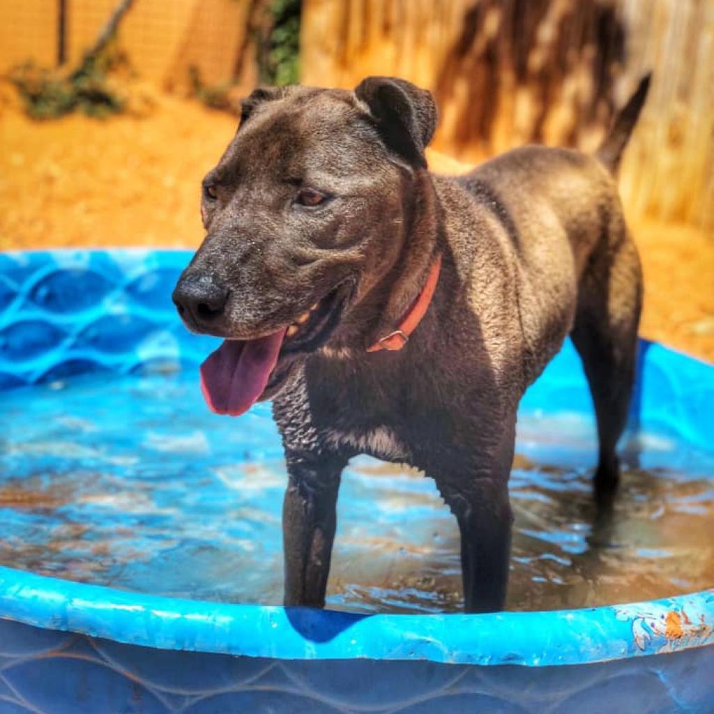 Watts, a Adoptable mixed breed in Kanab, UT image 5/5