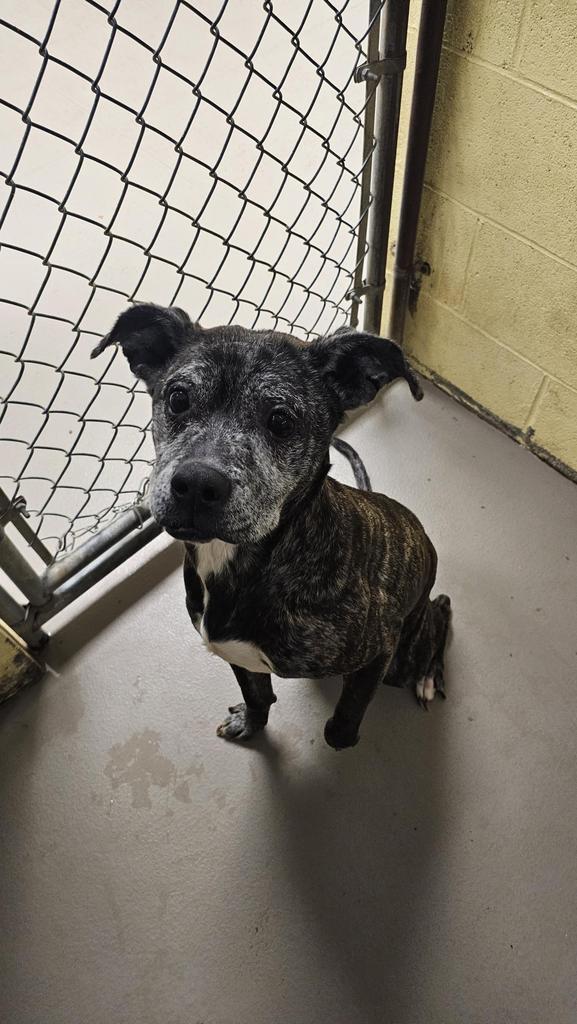 TILLY, Adoptable, Senior Female American Staffordshire Terrier.