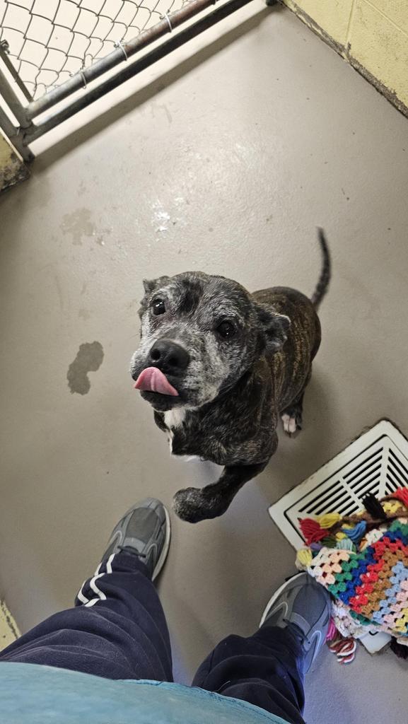 Enlarge TILLY, a Adoptable American Staffordshire Terrier in Crossville, TN image 2/2