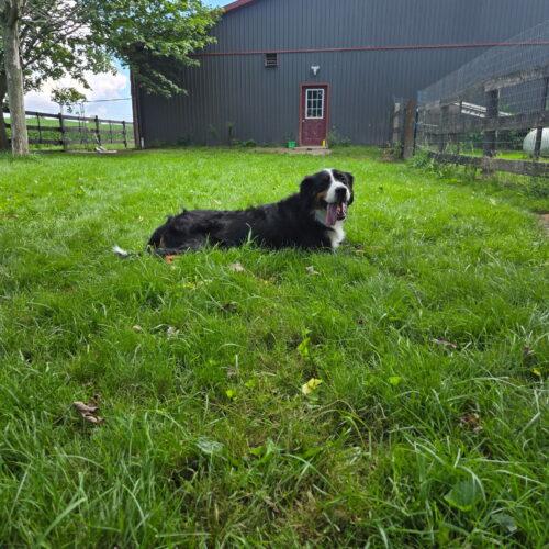Bernadette, a Adoptable Bernese Mountain Dog in Vienna, ON image 1/5