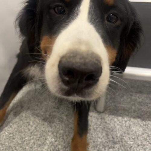 Bernadette, a Adoptable Bernese Mountain Dog in Vienna, ON image 2/5