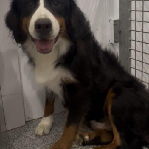 Bernadette, a Adoptable Bernese Mountain Dog in Vienna, ON image 3/5