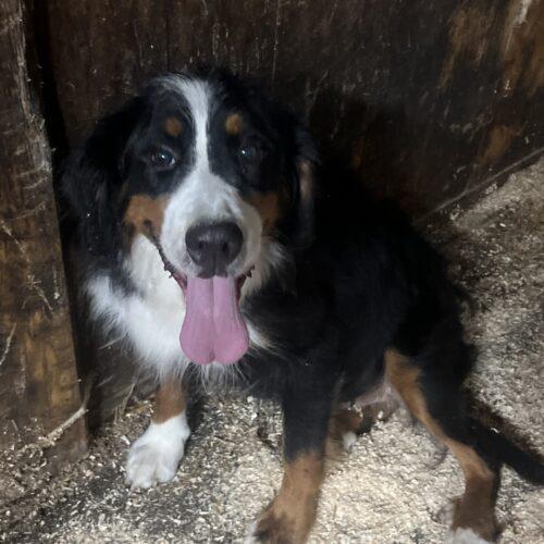 Bernadette, a Adoptable Bernese Mountain Dog in Vienna, ON image 4/5