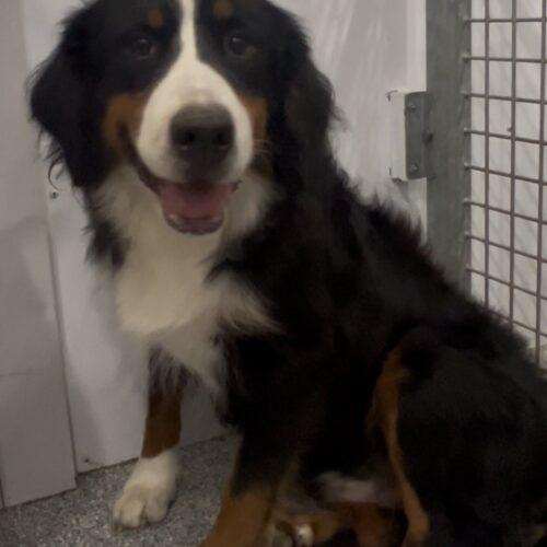 Bernadette, a Adoptable Bernese Mountain Dog in Vienna, ON image 5/5