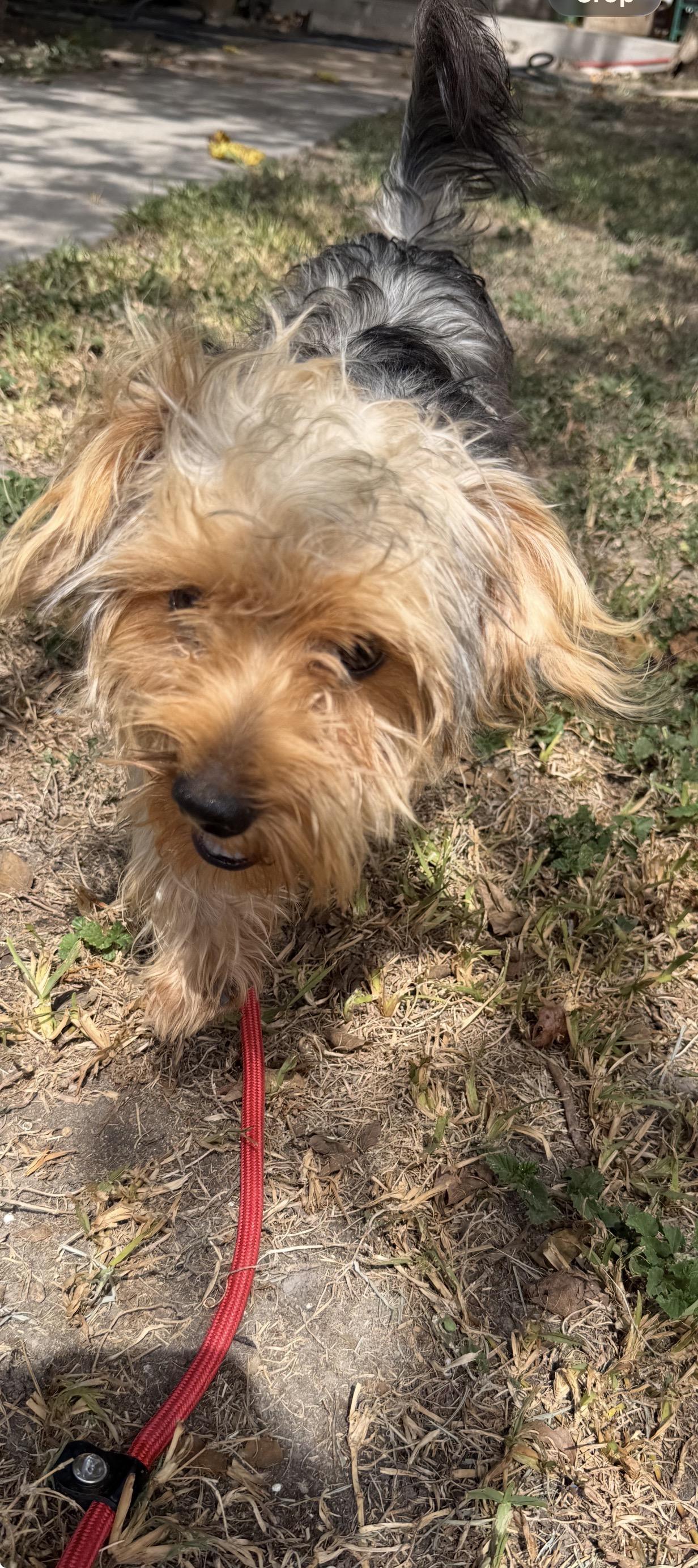 Enlarge Ricky, a ADOPTABLE Yorkshire Terrier in Warwick, RI image 3/4