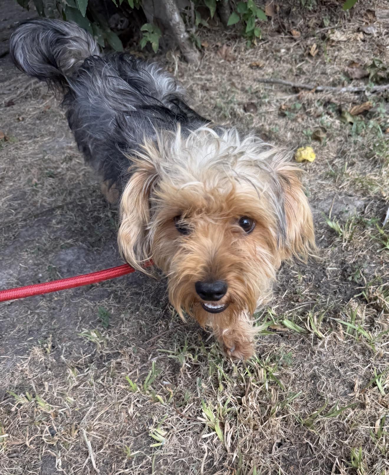 Ricky, ADOPTABLE, Adult Male Yorkshire Terrier.