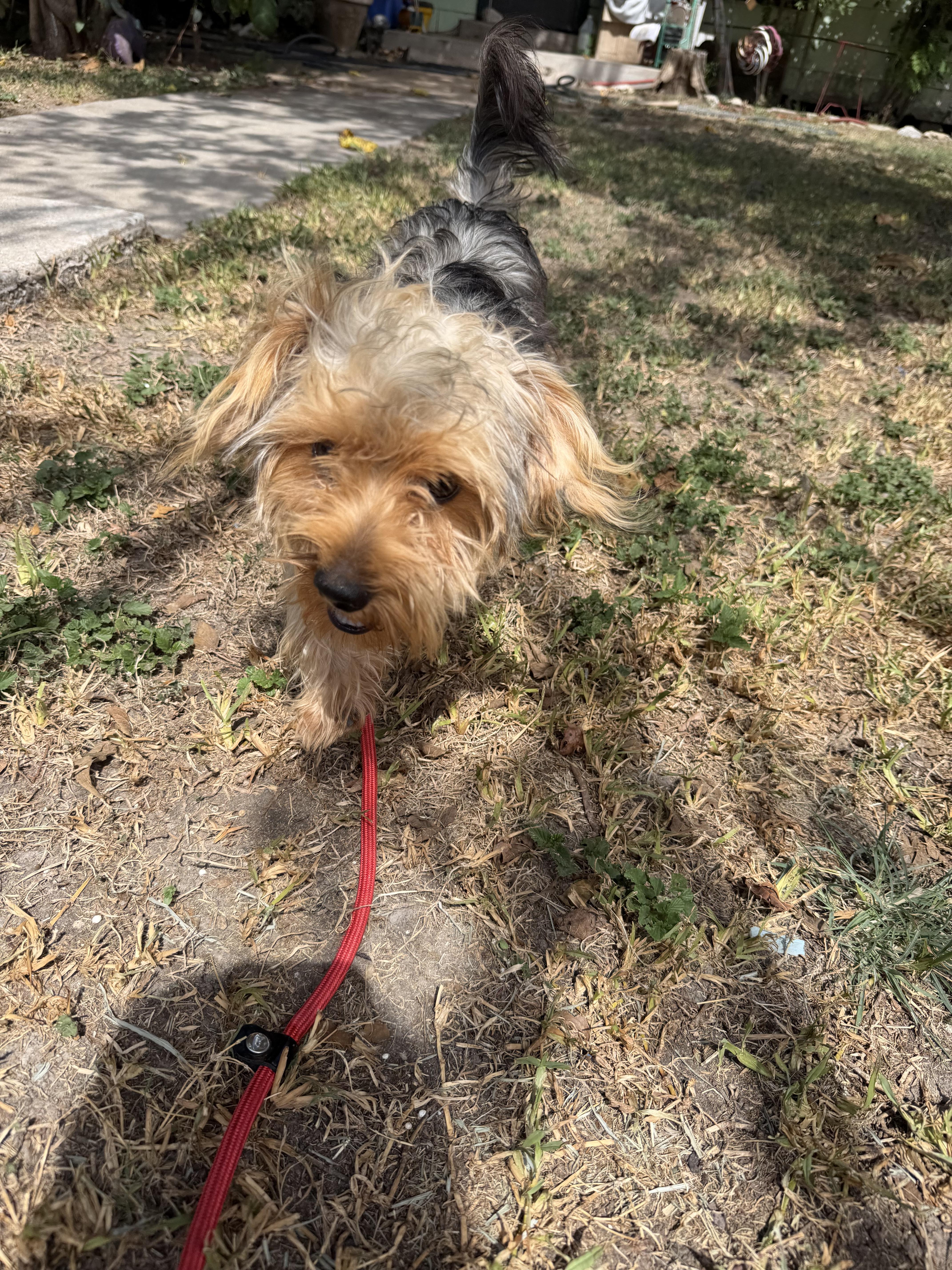 Enlarge Ricky, a ADOPTABLE Yorkshire Terrier in Warwick, RI image 4/4