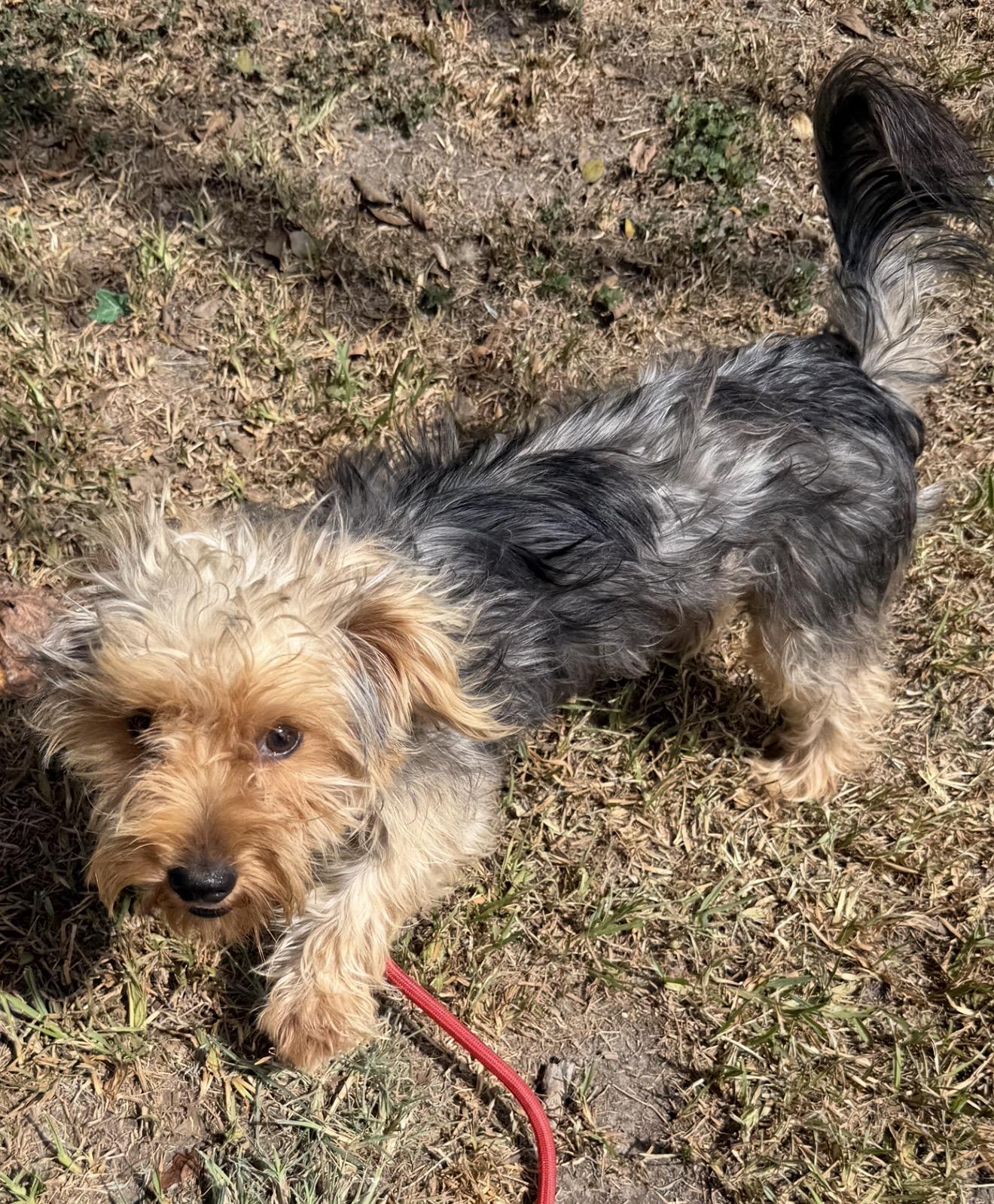 Enlarge Ricky, a ADOPTABLE Yorkshire Terrier in Warwick, RI image 2/4