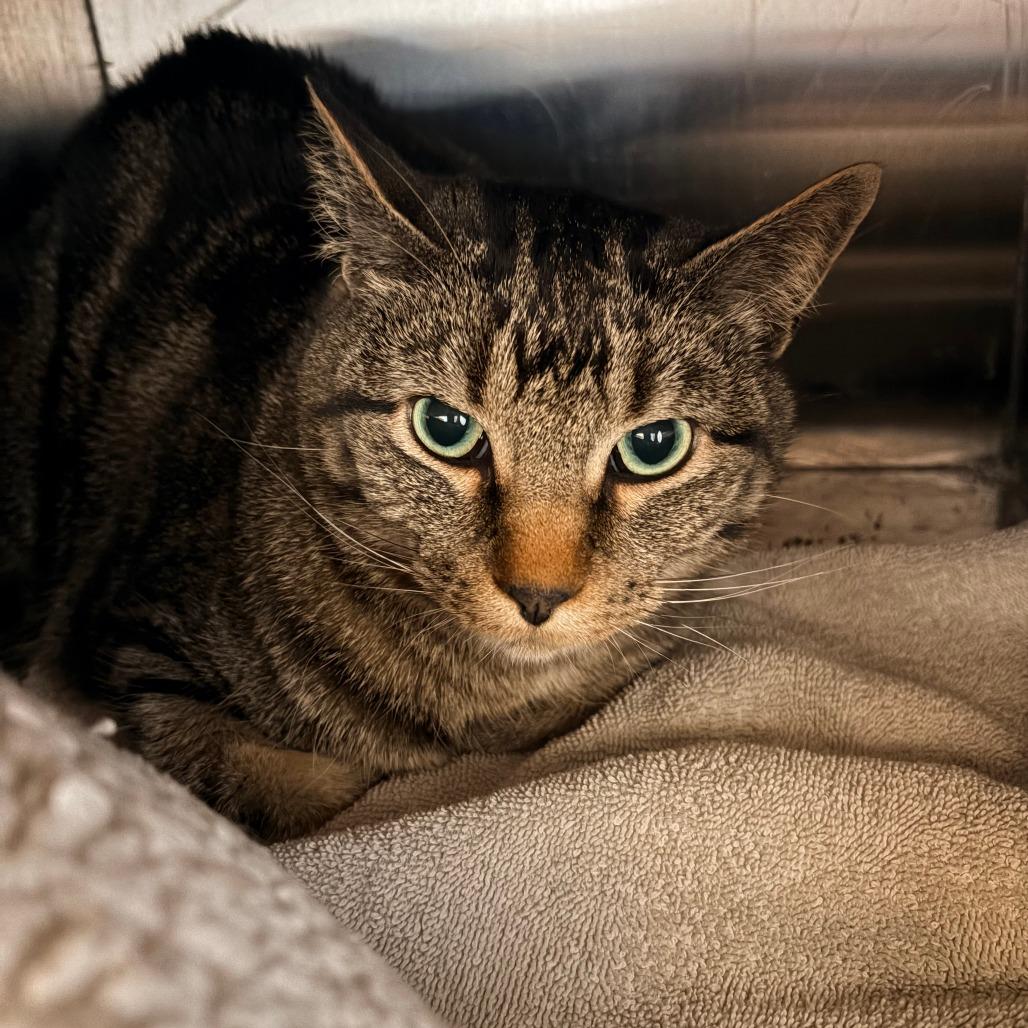 Milt, Adoptable, Adult Male Domestic Short Hair.