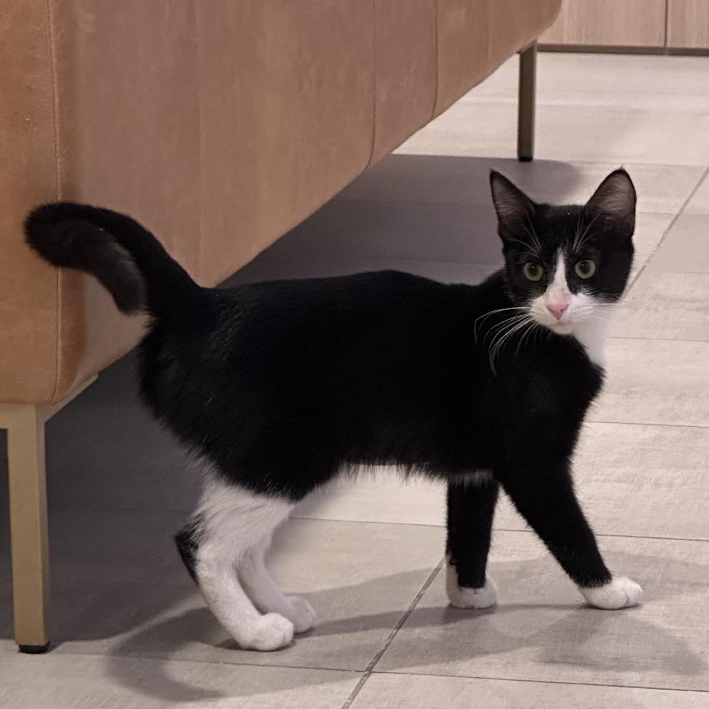 Enlarge Rumi, a Adoptable Domestic Short Hair in Peyton, CO image 1/1