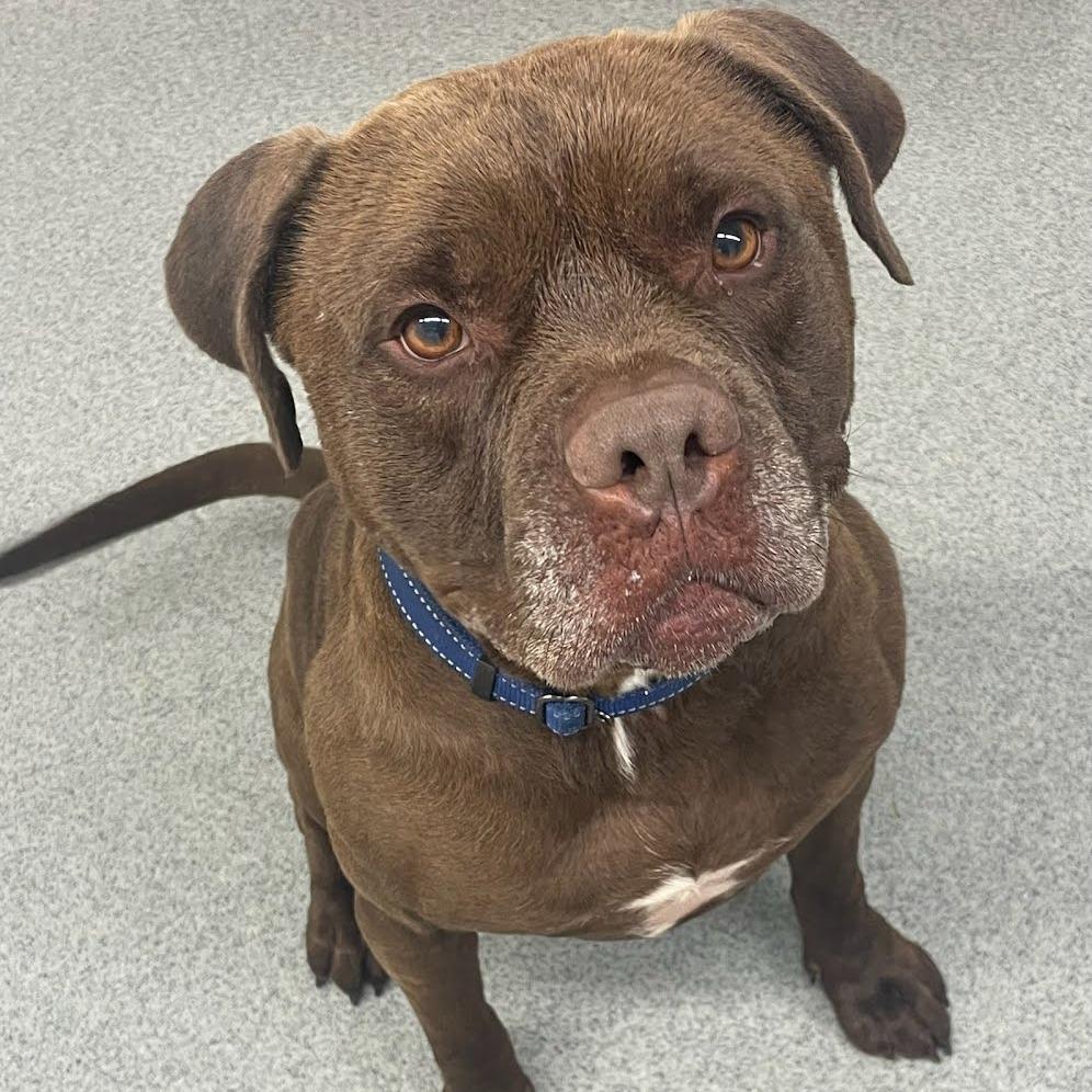 Enlarge Thor, a Adoptable Staffordshire Bull Terrier in Kingman, KS image 1/6