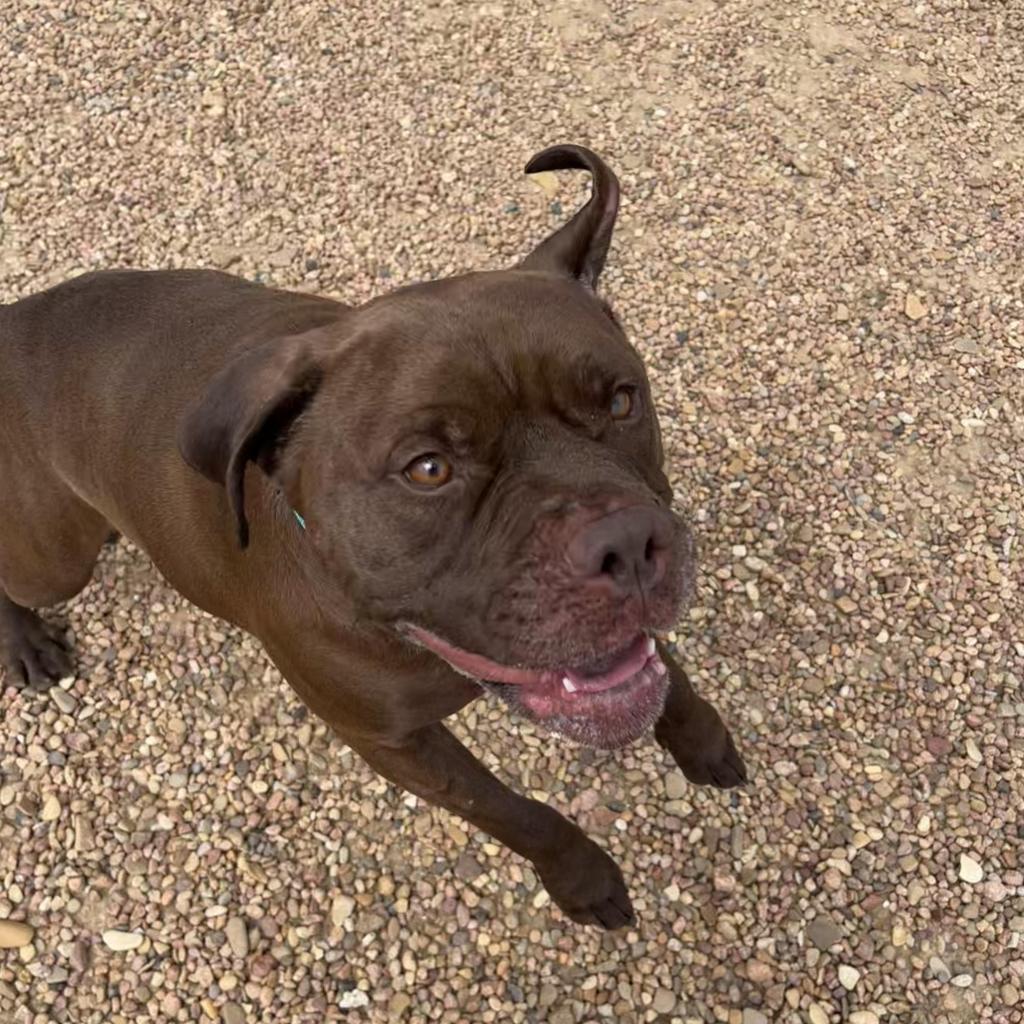 Thor, Adoptable, Adult Male Staffordshire Bull Terrier.