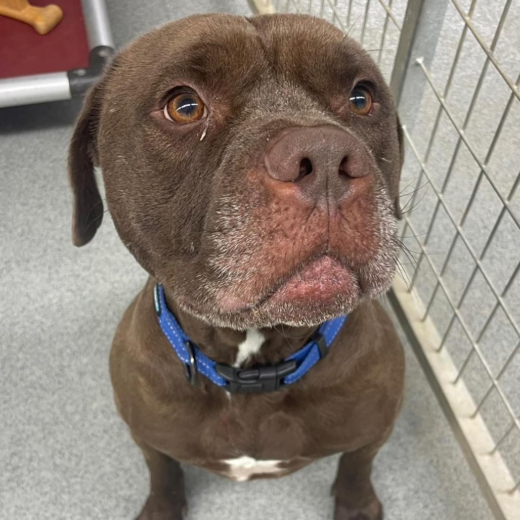 Enlarge Thor, a Adoptable Staffordshire Bull Terrier in Kingman, KS image 3/6