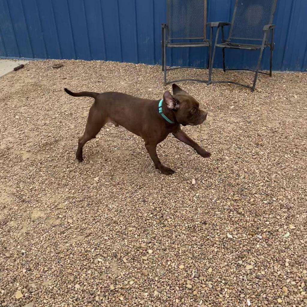Enlarge Thor, a Adoptable Staffordshire Bull Terrier in Kingman, KS image 5/6
