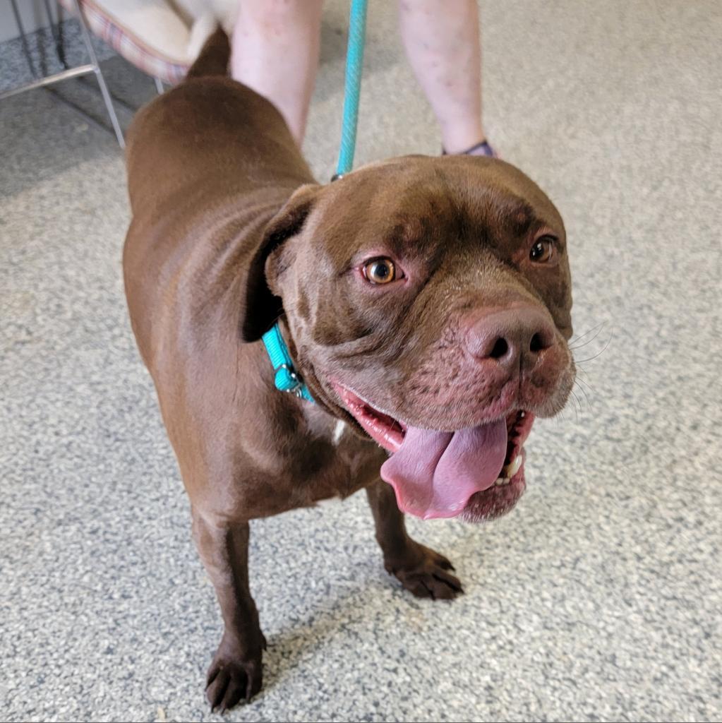 Enlarge Thor, a Adoptable Staffordshire Bull Terrier in Kingman, KS image 6/6
