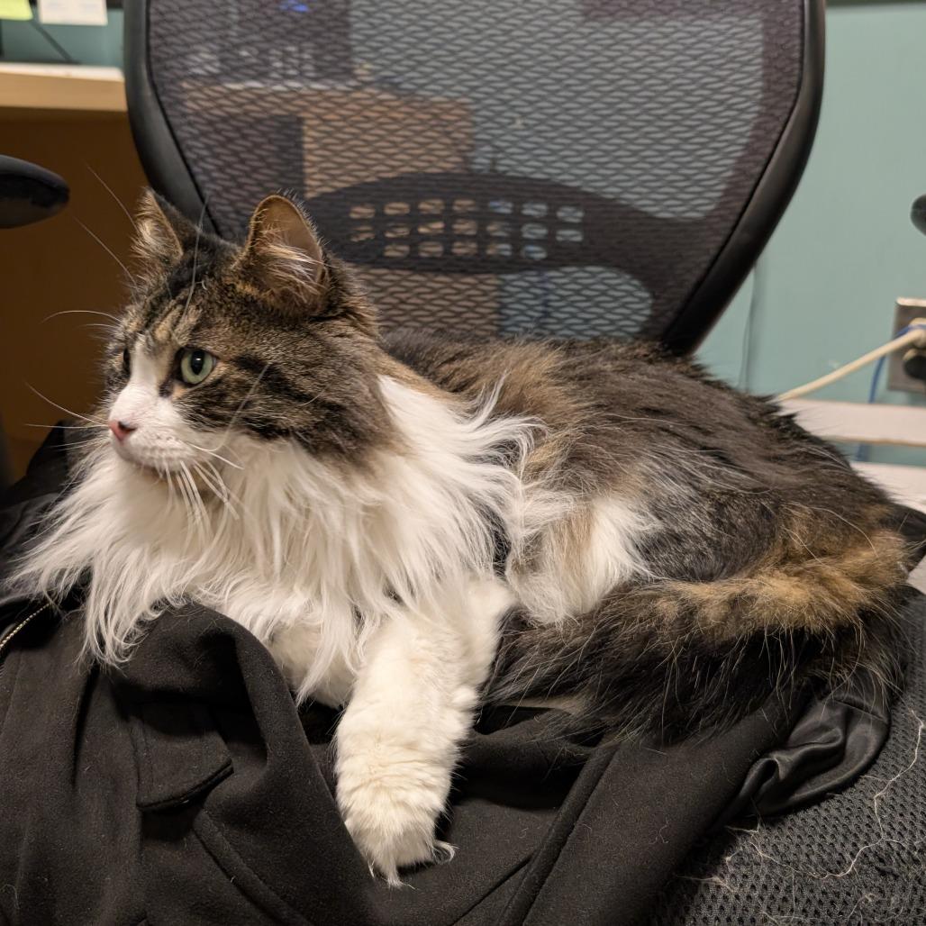 Enlarge Jasper, a Adoptable Domestic Medium Hair in Baltimore, MD image 2/4