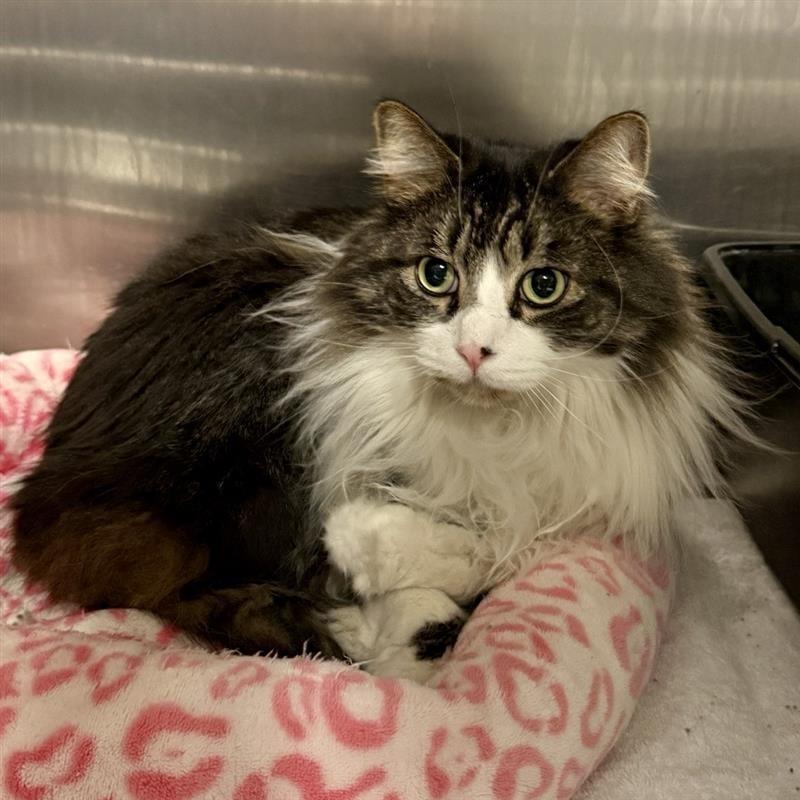 Enlarge Jasper, a Adoptable Domestic Medium Hair in Baltimore, MD image 3/4