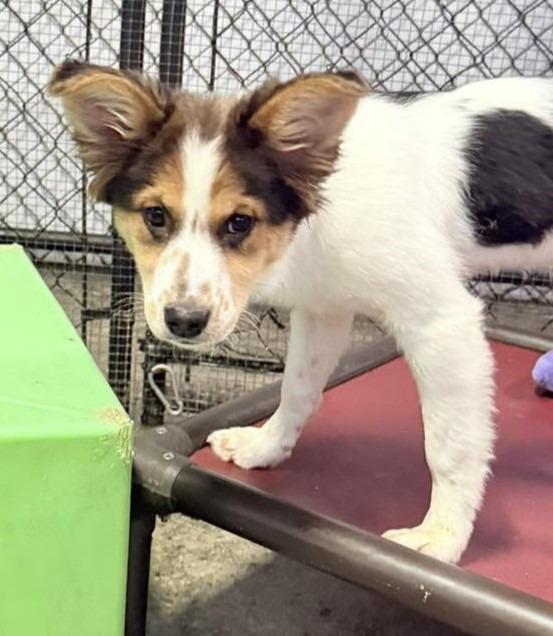 Heidy, Adopted, Puppy Female Terrier & Collie.
