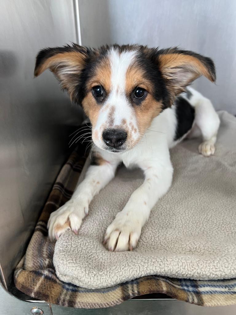 Enlarge Heidy, a Adopted mixed breed in Warren, MI image 3/4