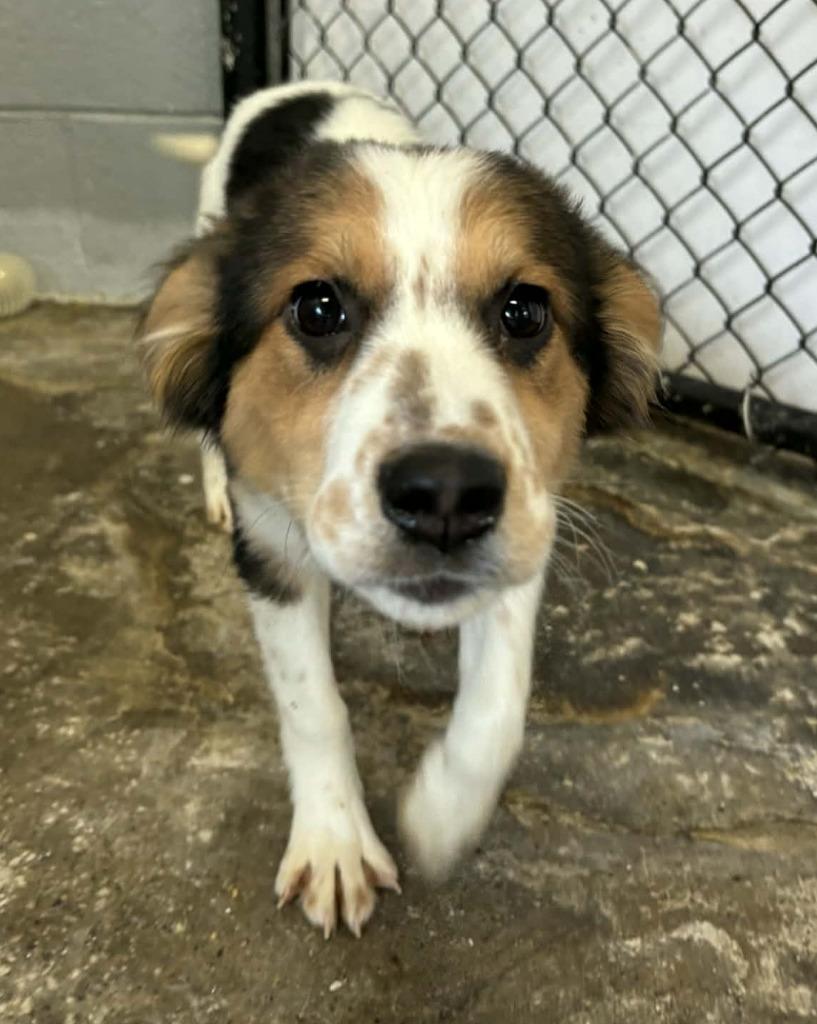 Enlarge Heidy, a Adopted mixed breed in Warren, MI image 4/4