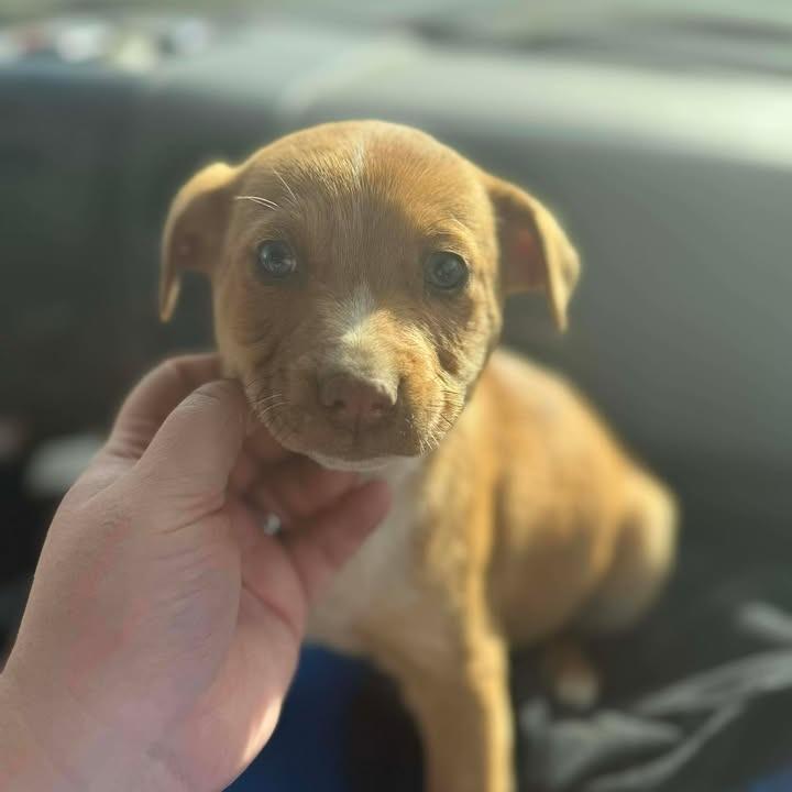 CT Frog, Adoptable, Puppy Male Chihuahua & Dachshund.