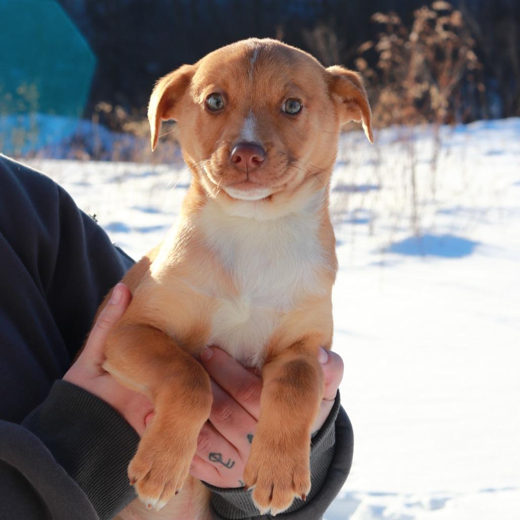 CT Frog, a Adoptable mixed breed in Eastford, CT image 3/6