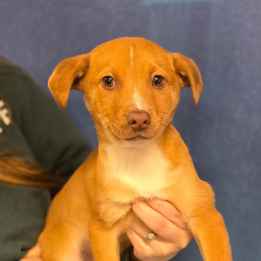 CT Frog, a Adoptable mixed breed in Eastford, CT image 5/6