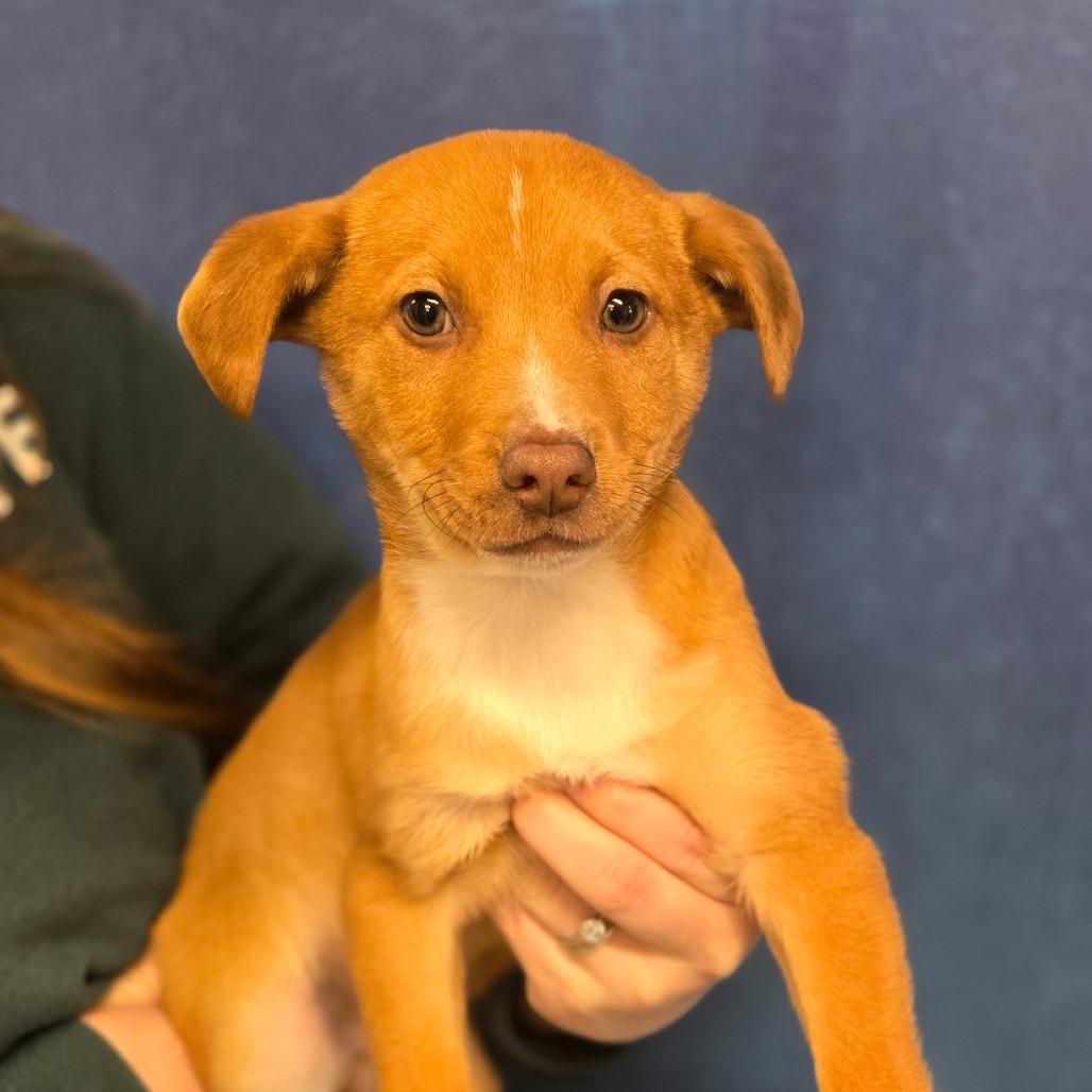 CT Frog, a Adoptable mixed breed in Eastford, CT image 6/6