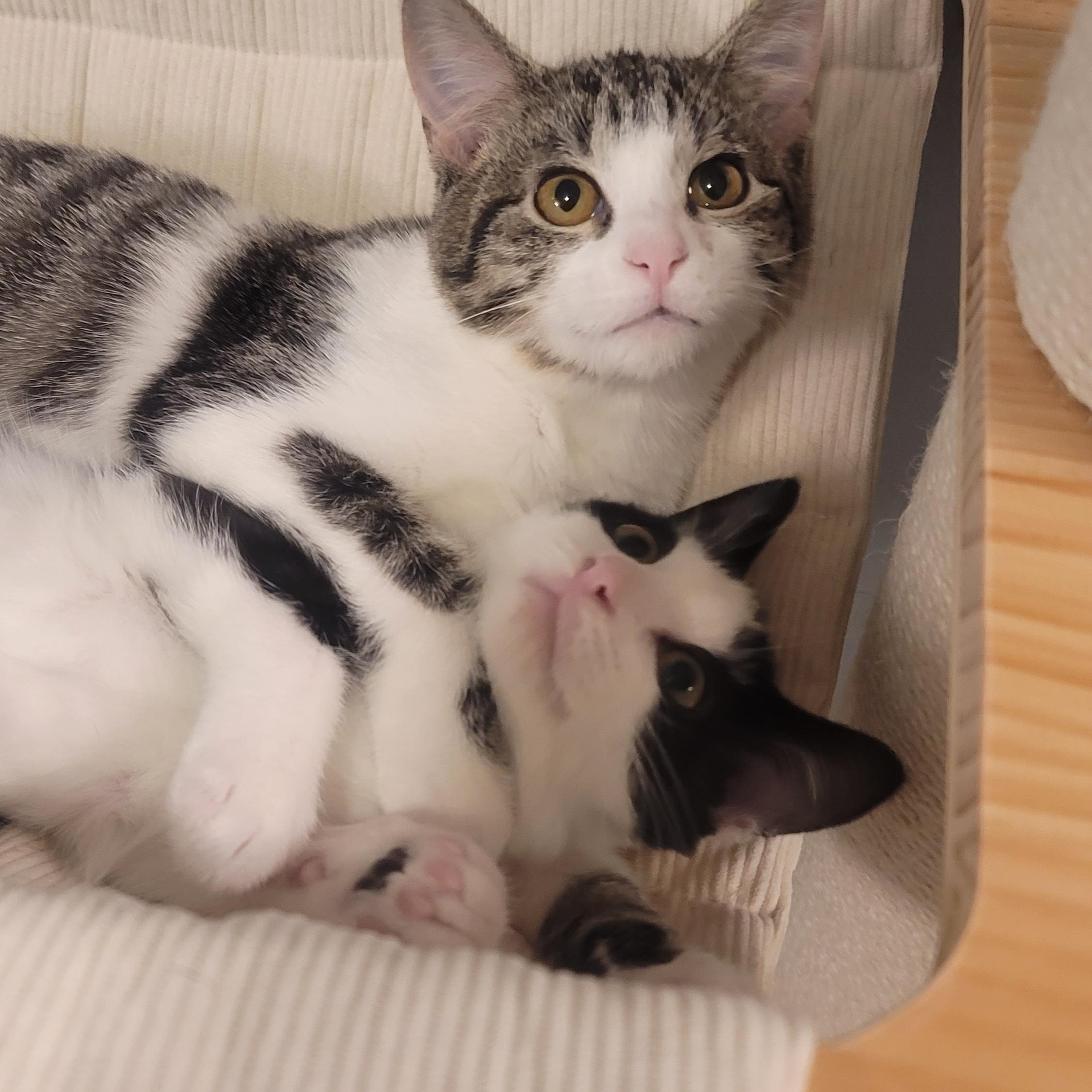 Poppy, Adoptable, Kitten Female Domestic Short Hair.