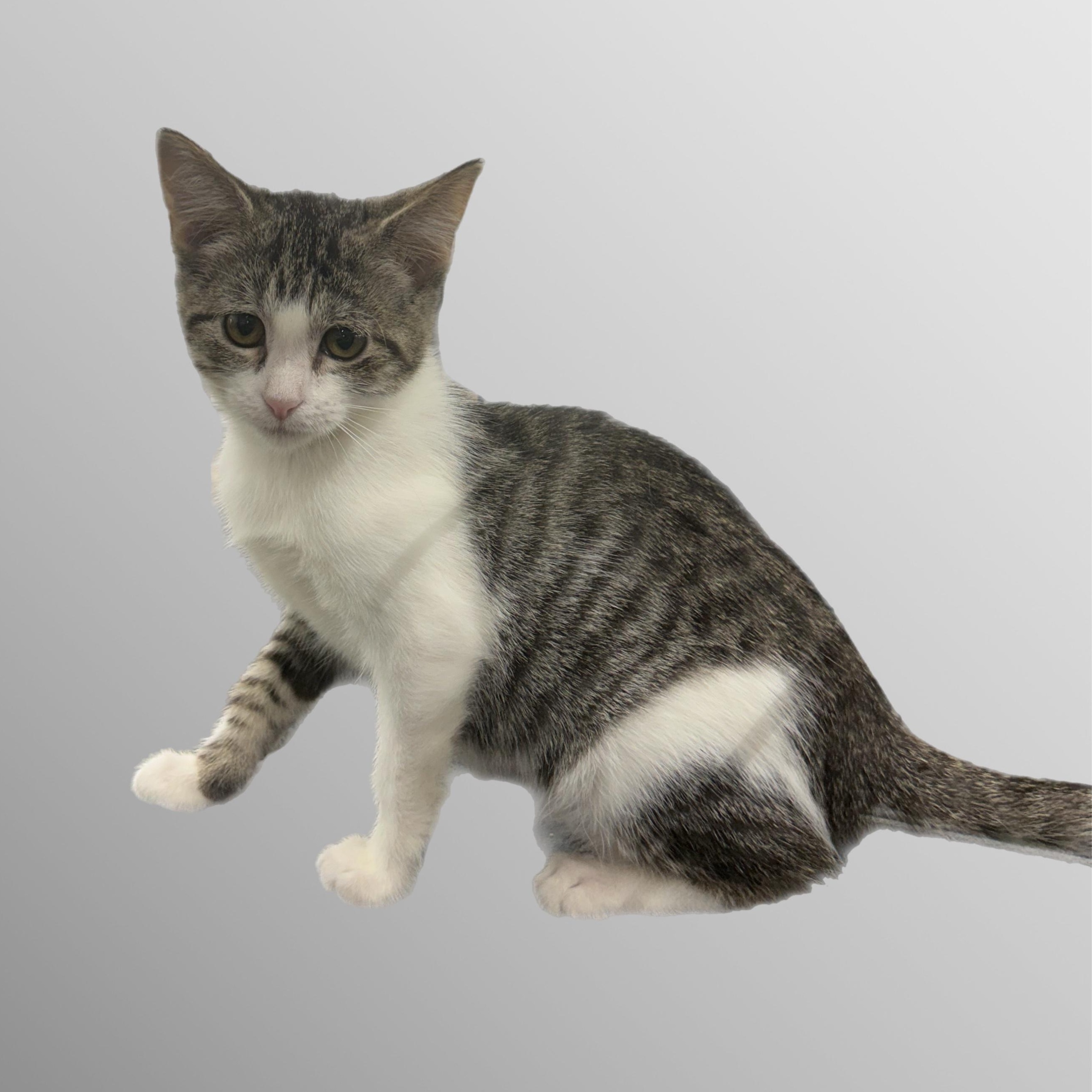 Poppy, ADOPTABLE, Kitten Female Domestic Short Hair.