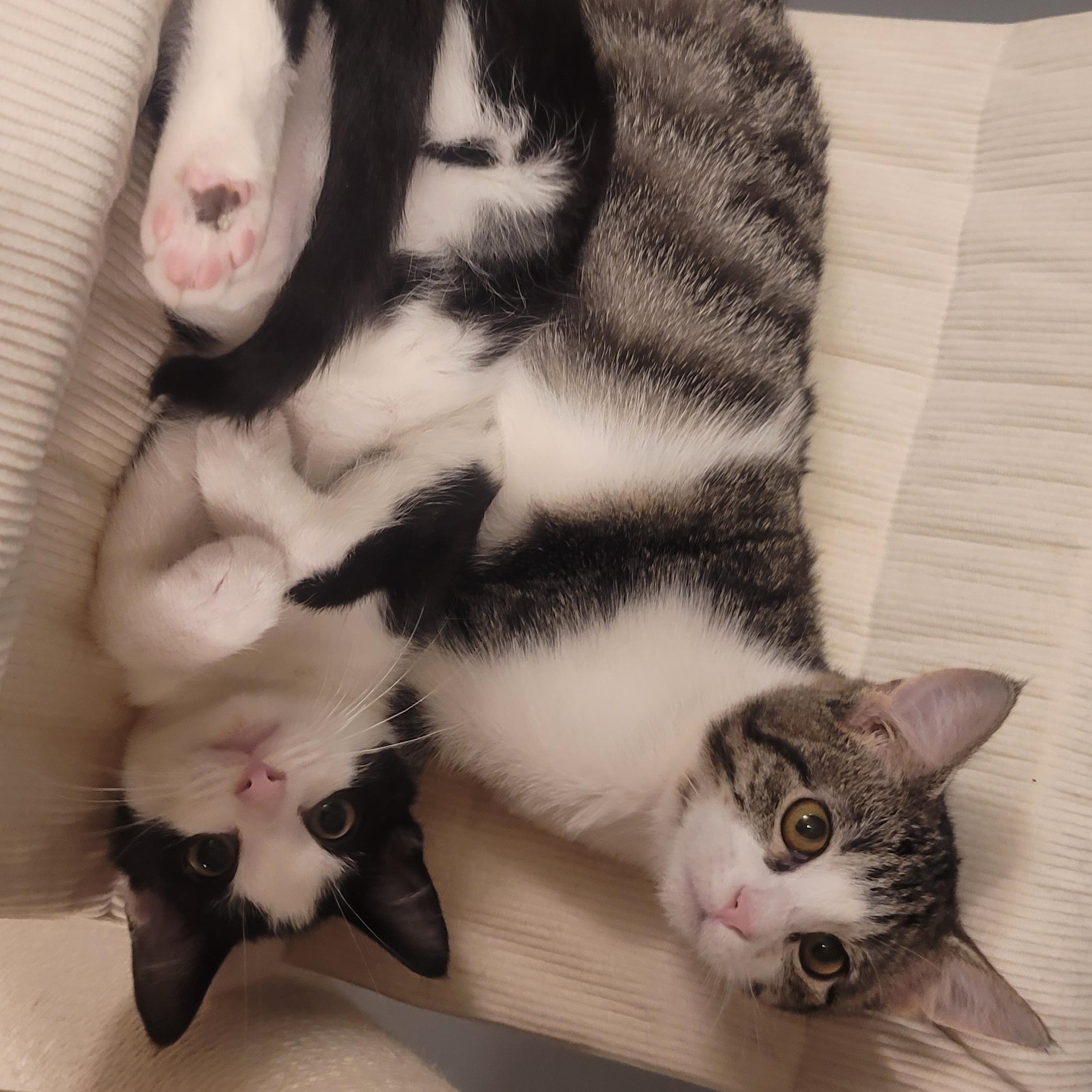 Enlarge Poppy, a Adoptable Domestic Short Hair in Richmond, MO image 5/6