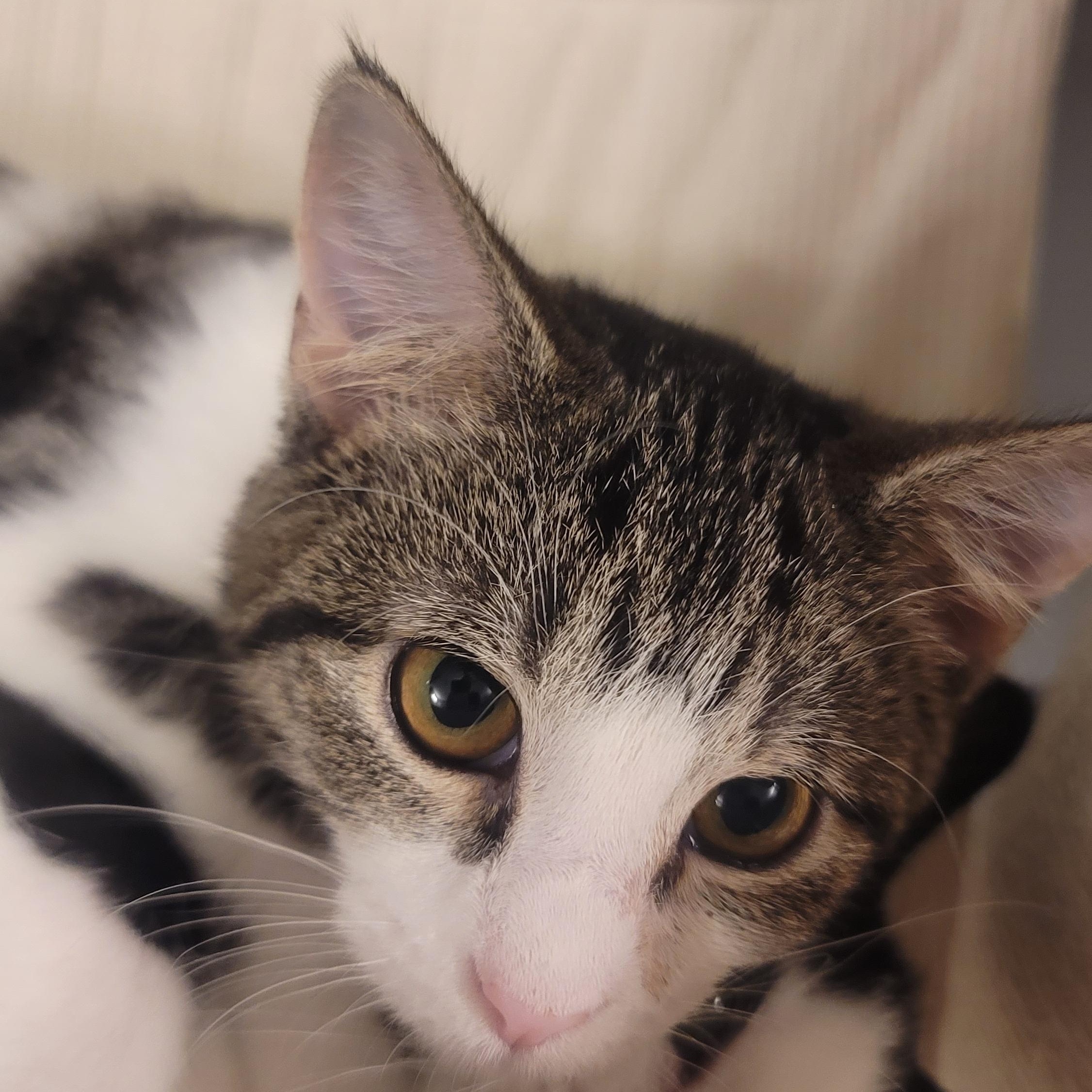 Enlarge Poppy, a Adoptable Domestic Short Hair in Richmond, MO image 6/6