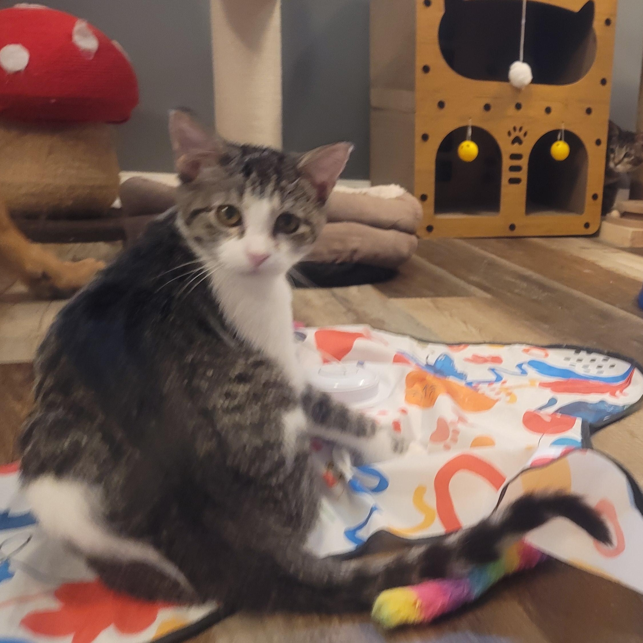 Enlarge Poppy, a Adoptable Domestic Short Hair in Richmond, MO image 4/6