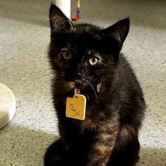 Tulip - Pretty Little One, ADOPTABLE, Kitten Female Tortoiseshell.