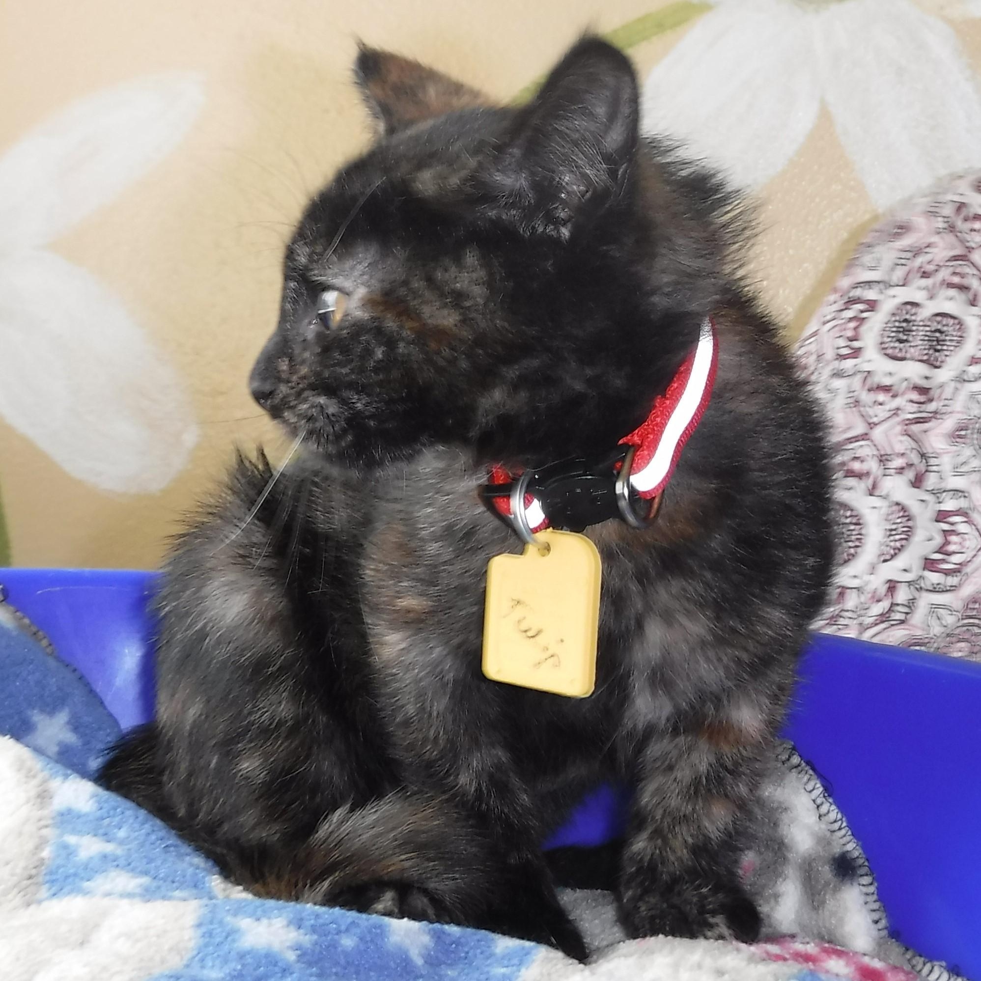 Tulip - Pretty Little One, a ADOPTABLE Tortoiseshell in Hoquiam, WA image 2/6