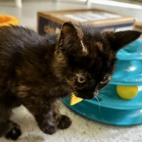 Tulip - Pretty Little One, a ADOPTABLE Tortoiseshell in Hoquiam, WA image 6/6