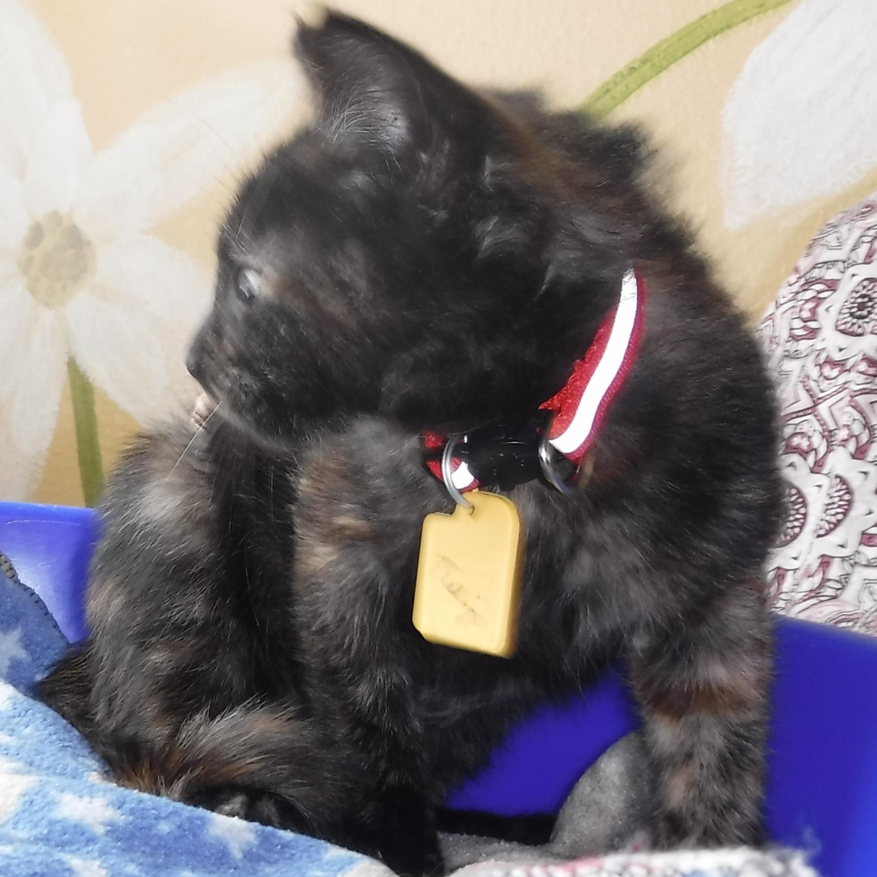 Tulip - Pretty Little One, a ADOPTABLE Tortoiseshell in Hoquiam, WA image 3/6