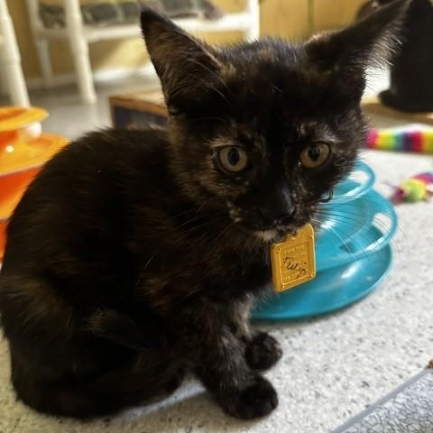 Tulip - Pretty Little One, a ADOPTABLE Tortoiseshell in Hoquiam, WA image 4/6