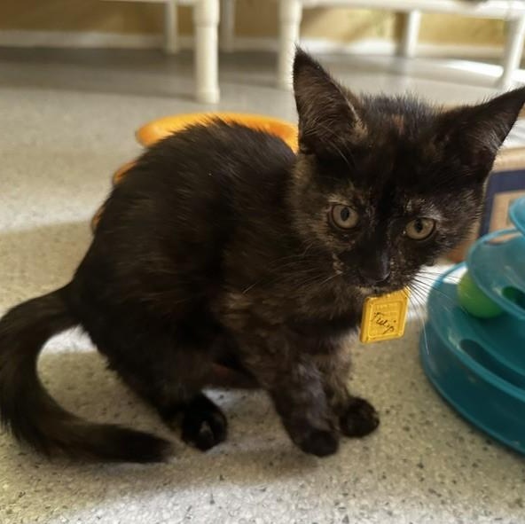 Tulip - Pretty Little One, a ADOPTABLE Tortoiseshell in Hoquiam, WA image 5/6