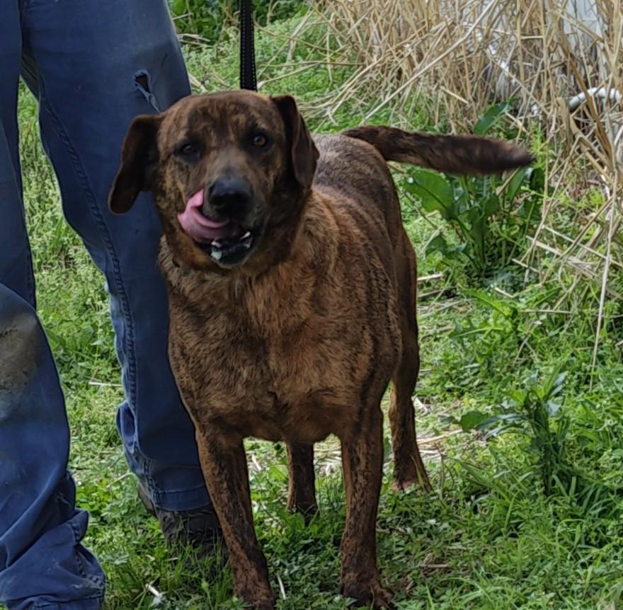 Enlarge Austin, a Adoptable mixed breed in Abingdon, VA image 1/4