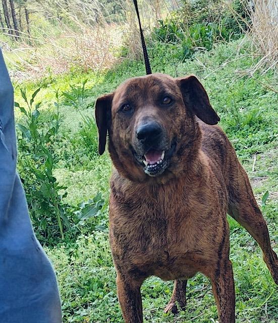 Austin, Adoptable, Adult Male Catahoula Leopard Dog.