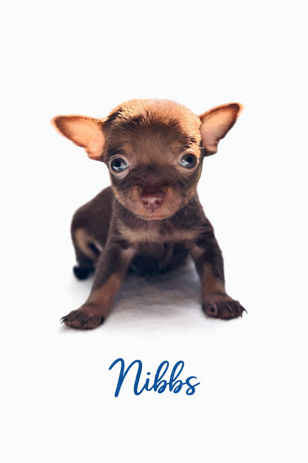 Enlarge Nibbs , an adoptable mixed breed in SYLVANIA, GA image 2/3