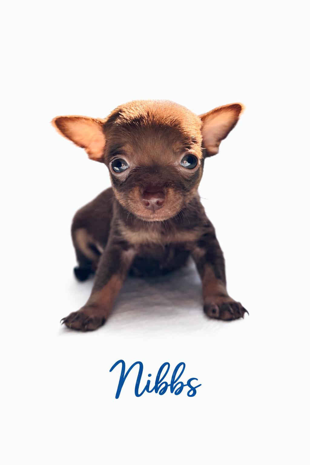 Nibbs , adoptable, Puppy Male Mixed Breed.