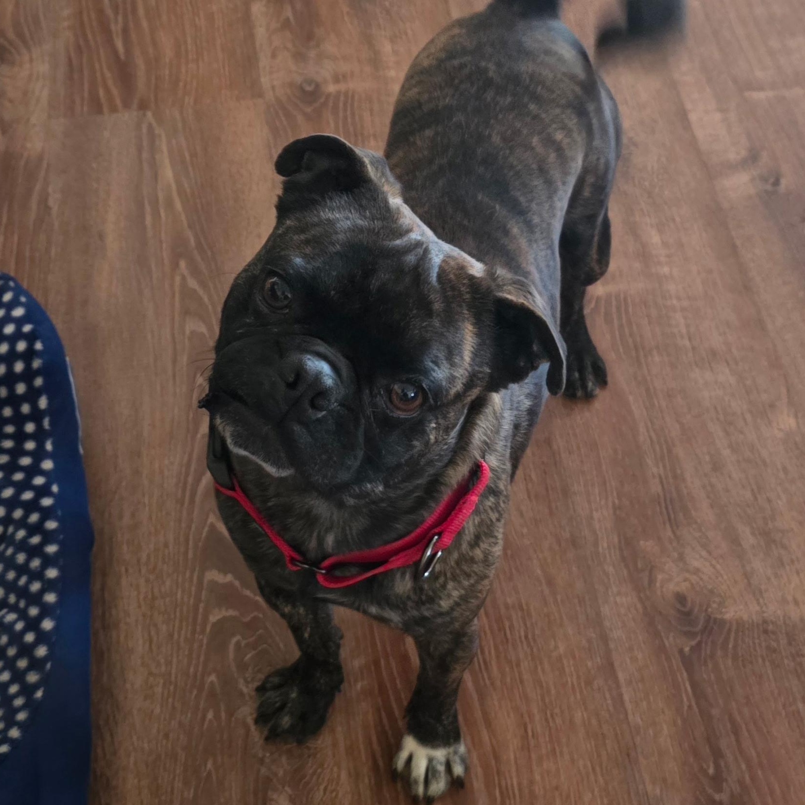 Mr. Handsome Frankie, a ADOPTABLE Pug in Ridgefield, WA image 2/4
