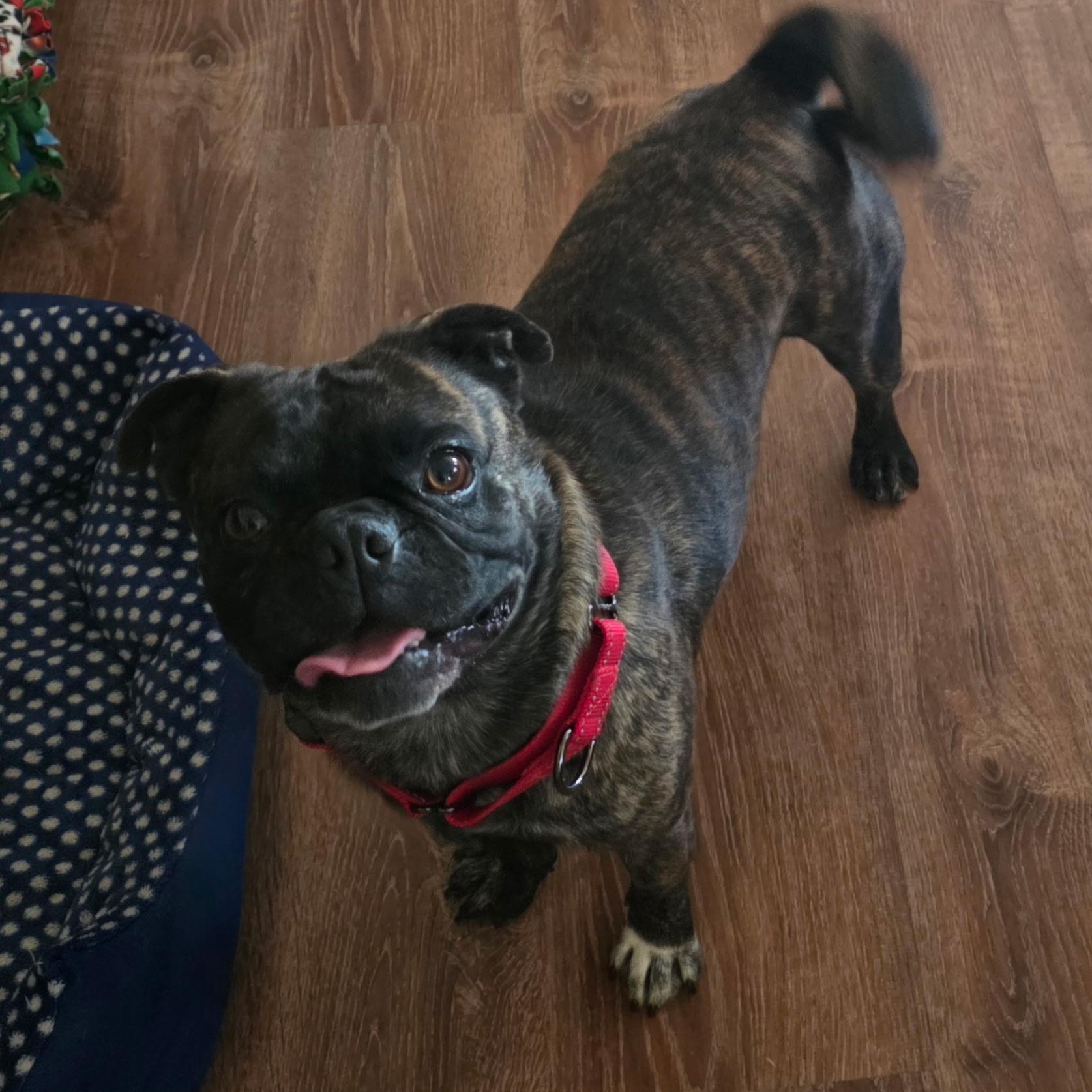 Mr. Handsome Frankie, a ADOPTABLE Pug in Ridgefield, WA image 3/4
