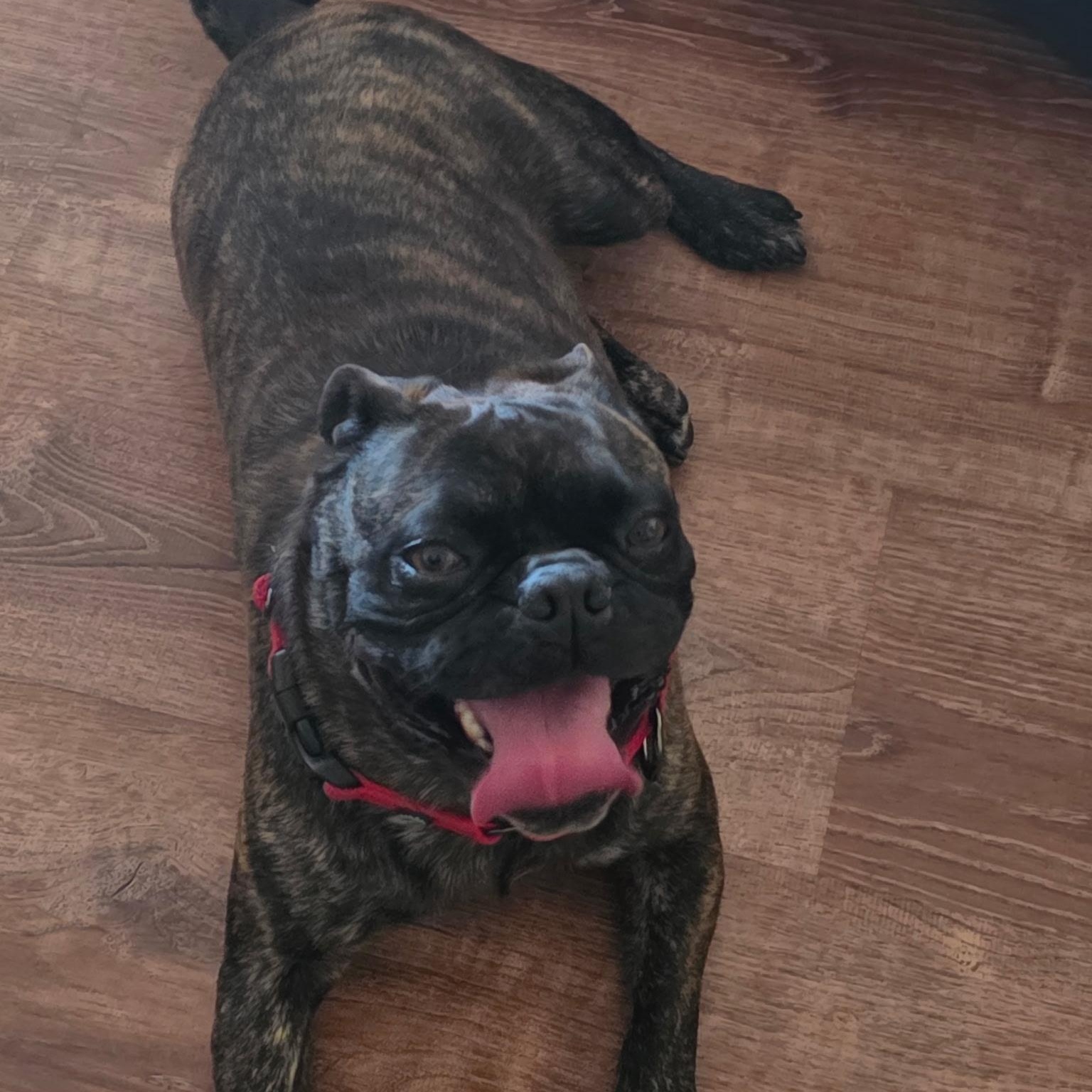 Mr. Handsome Frankie, a ADOPTABLE Pug in Ridgefield, WA image 4/4