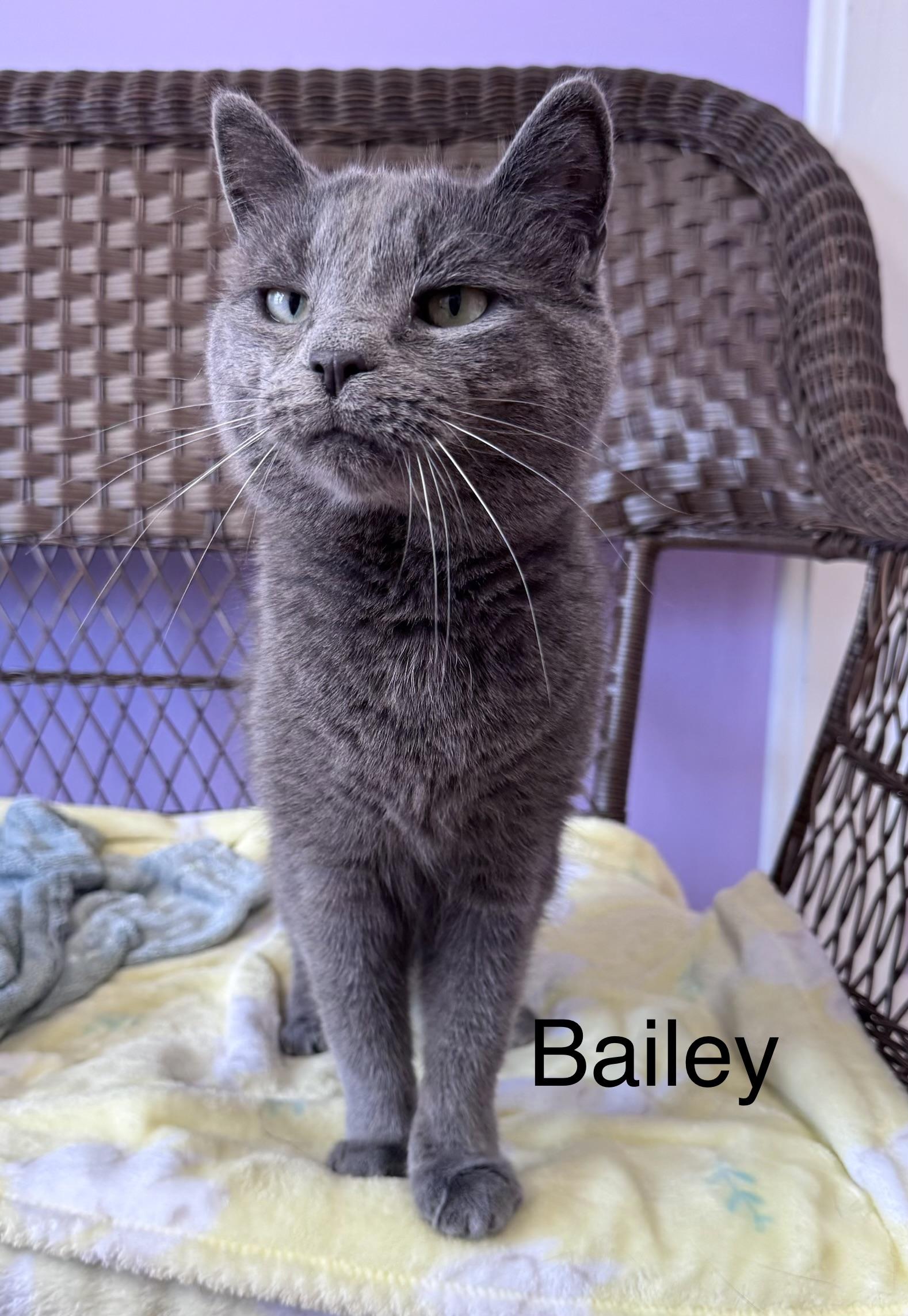 Enlarge Bentley & Bentley Brother/Sister Pair , a ADOPTABLE Domestic Short Hair in Monroe, NC image 3/5