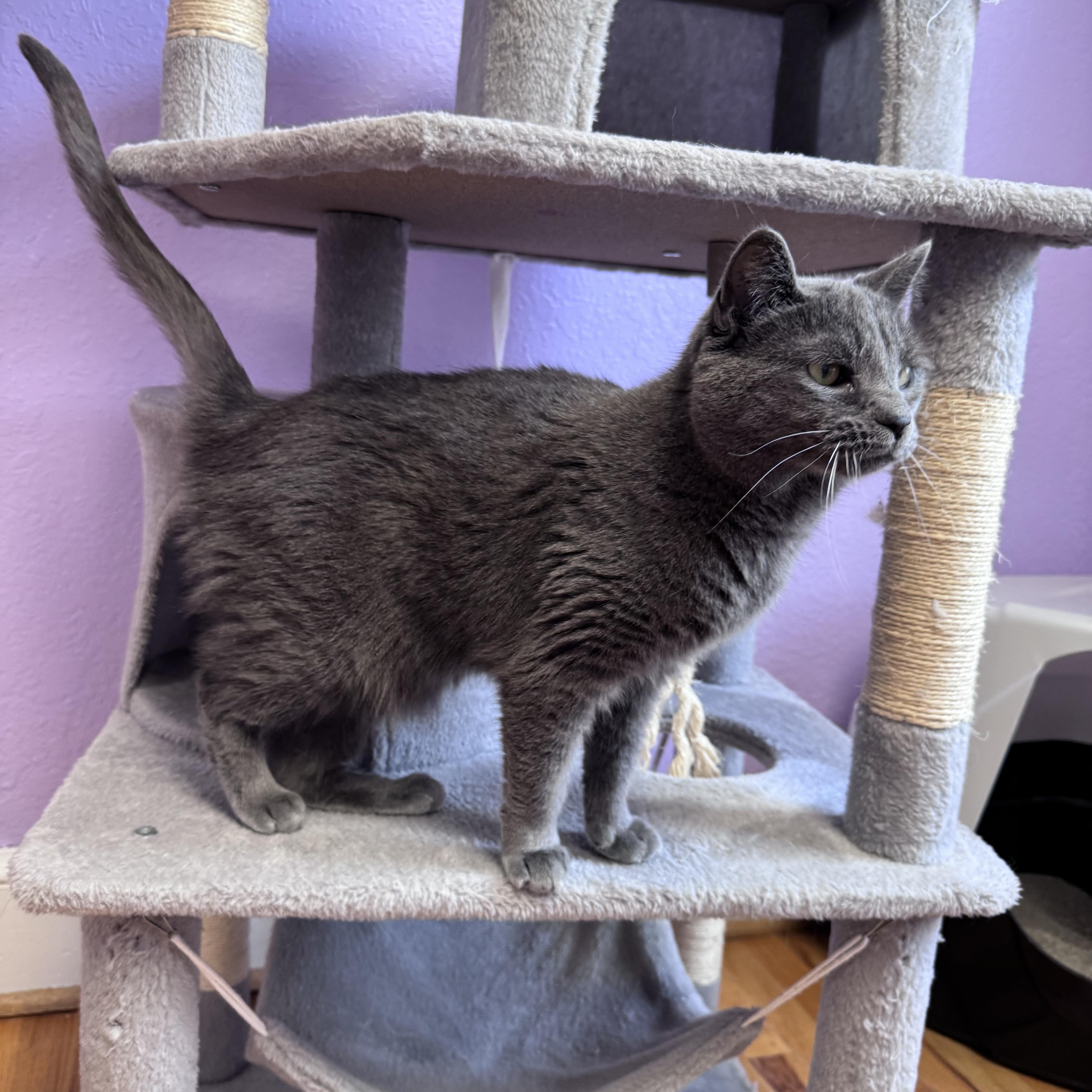 Enlarge Bentley & Bentley Brother/Sister Pair , a ADOPTABLE Domestic Short Hair in Monroe, NC image 4/5